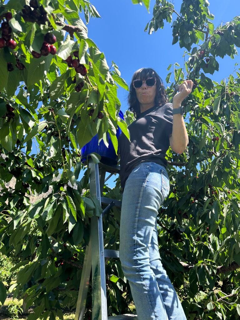 Cherry Picking Laurie